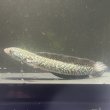 画像3: コウタイ ダイヤモンドスター (13cm±)台湾ブリード (3)
