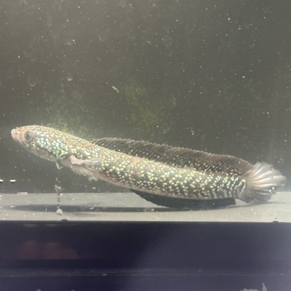 画像3: コウタイ ダイヤモンドスター (13cm±)台湾ブリード (3)