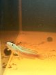 画像2: チャンナアリストネイ(9cm±)WILD 青物 (2)
