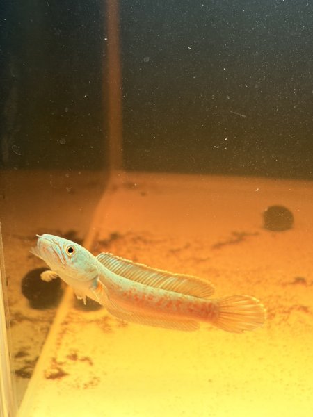 画像2: チャンナアリストネイ(9cm±)WILD 青物 (2)