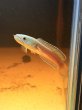画像1: チャンナアリストネイ(9cm±)WILD 青物 (1)