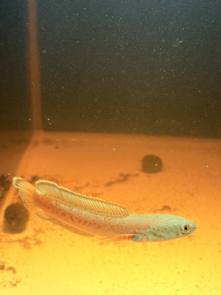 画像3: チャンナアリストネイ(9cm±)WILD 青物 (3)