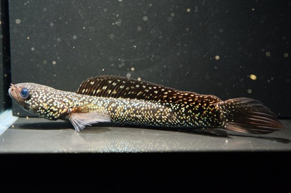 画像4: コウタイ ジュエル (13cm±)ブリード (4)