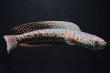 画像1: コウタイ ジュエル (15cm±)台湾ブリード・新入荷改良品種 (1)