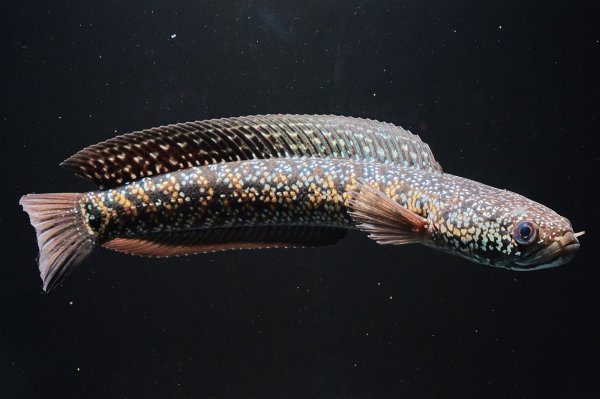 画像1: コウタイ ジュエル (15cm±)台湾ブリード・新入荷改良品種 (1)