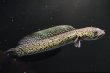 画像3: コウタイ テンモクゴールド(15cm±)ブリード (3)