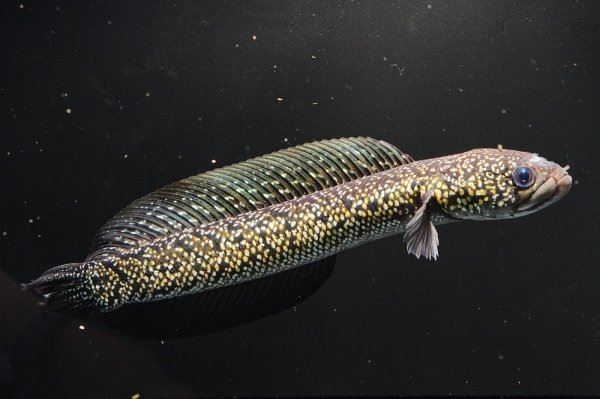 画像3: コウタイ テンモクゴールド(15cm±)ブリード (3)