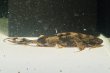 画像4: バガリウスヤレリー（8cm±）WILD (4)