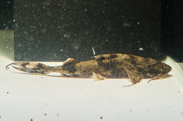 画像4: バガリウスヤレリー（8cm±）WILD (4)