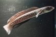 画像3: コウタイ ダイヤモンドスター (13cm±)ブリード (3)