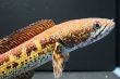 画像1: バイオレットスネークヘッド(14cm±)WILD (1)