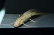 画像1: プロトプテルス アンフィビウス（10cm±）ナイバシャ湖 (1)