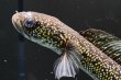 画像2: コウタイ テンモクゴールド(15cm±)ブリード (2)