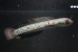 画像2: コウタイ テンモクゴールド(16cm±)ブリード (2)