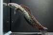 画像1: コウタイ テンモクゴールド(15cm±)ブリード (1)