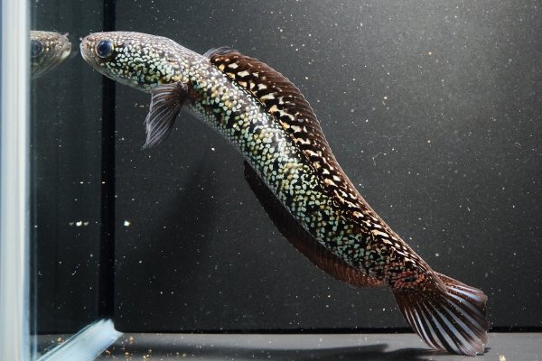 画像1: コウタイ テンモクゴールド(15cm±)ブリード (1)