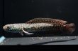 画像3: コウタイ ジュエル (15cm±)台湾ブリード・新入荷改良品種 (3)