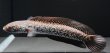 画像5: コウタイ ダイヤモンドスター (13cm±)ブリード (5)