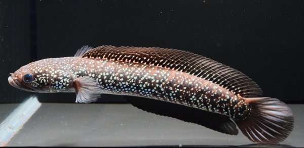 画像5: コウタイ ダイヤモンドスター (13cm±)ブリード (5)