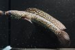 画像1: コウタイ ジュエル (13cm±)ブリード (1)