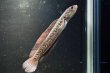 画像2: コウタイ ダイヤモンドスター (13cm±)ブリード (2)