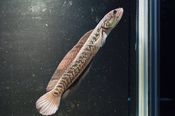 画像2: コウタイ ダイヤモンドスター (13cm±)ブリード (2)