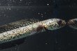 画像1: コウタイ テンモクゴールド(16cm±)ブリード (1)