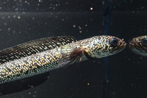 画像1: コウタイ テンモクゴールド(16cm±)ブリード (1)