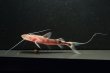 画像3: ゼブラキャット(9cm±)WILD (3)