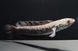 画像2: コウタイ ダイヤモンドスター (13cm±)ブリード (2)