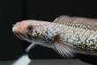 画像4: コウタイ ダイヤモンドスター (13cm±)ブリード (4)
