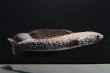 画像1: コウタイ ダイヤモンドスター (13cm±)ブリード (1)