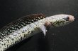 画像2: コウタイ テンモクゴールド(15cm±)ブリード (2)