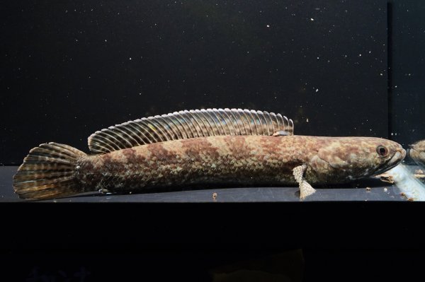 画像3: チャンナ トルサエンシス(14cm±)WILD (3)