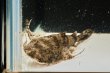 画像3: バガリウスヤレリー（8cm±）WILD (3)