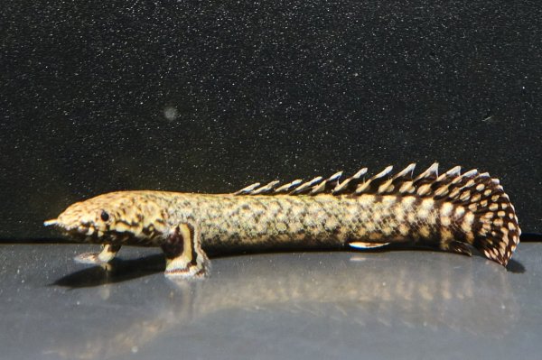 画像2: ポリプテルス オルナティピンニス(6cm±)ブリード (2)