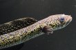 画像1: コウタイ テンモクゴールド(15cm±)ブリード (1)