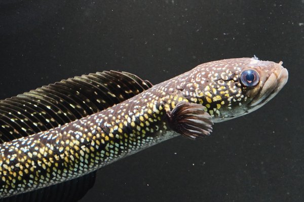 画像1: コウタイ テンモクゴールド(15cm±)ブリード (1)