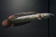 画像1: コウタイ ジュエル (13cm±)ブリード (1)