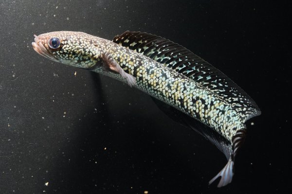 画像3: コウタイ テンモクゴールド(15cm±)ブリード (3)