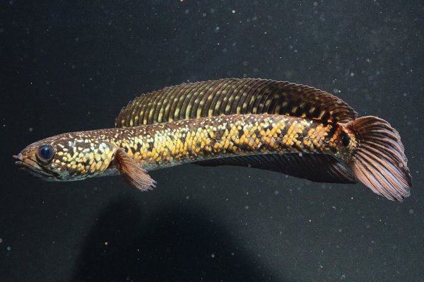 画像3: コウタイ ジュエル (13cm±)ブリード (3)