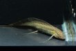 画像2: プロトプテルス アンフィビウス（10cm±）ナイバシャ湖 (2)