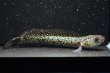 画像2: コウタイ テンモクゴールド(16cm±)ブリード (2)