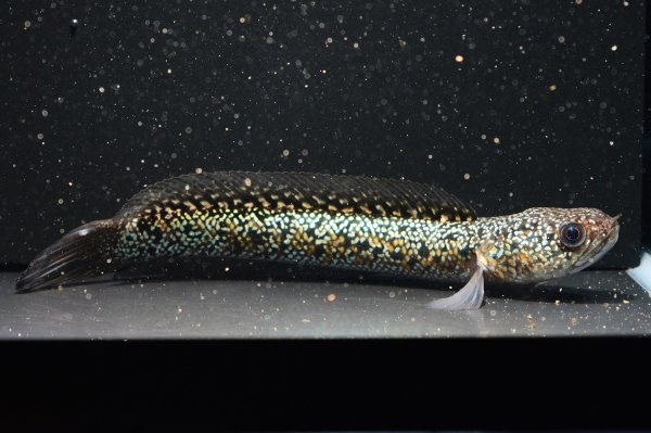 画像2: コウタイ テンモクゴールド(16cm±)ブリード (2)