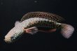 画像2: コウタイ ジュエル (15cm±)台湾ブリード・新入荷改良品種 (2)