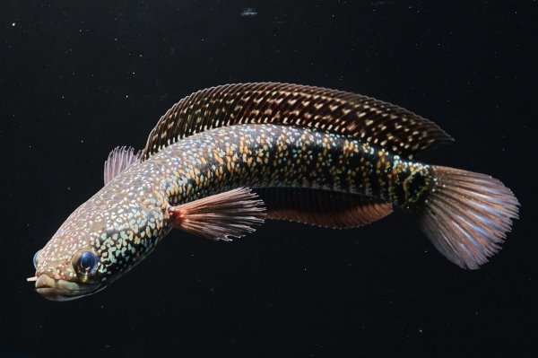 画像2: コウタイ ジュエル (15cm±)台湾ブリード・新入荷改良品種 (2)