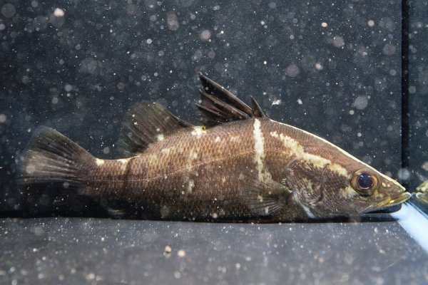 画像2: アカメ(11cm±)▲ (2)