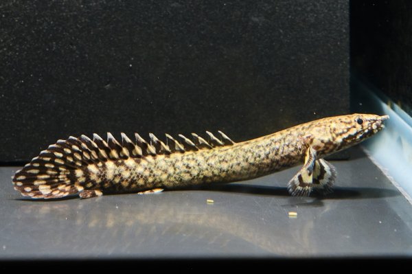 画像1: ポリプテルス オルナティピンニス(6cm±)ブリード (1)