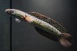 画像2: コウタイ ジュエル (13cm±)ブリード (2)