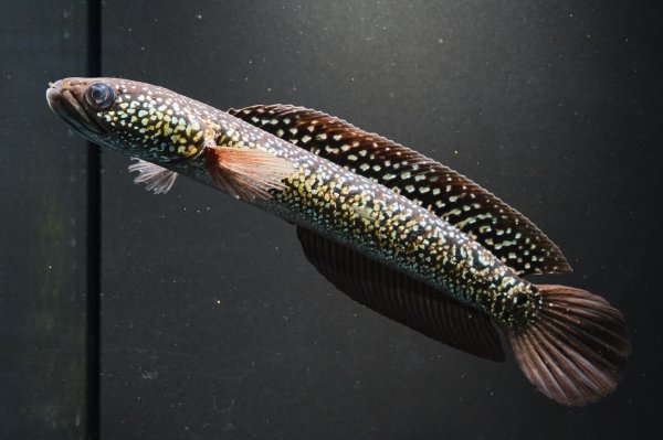 画像2: コウタイ ジュエル (13cm±)ブリード (2)